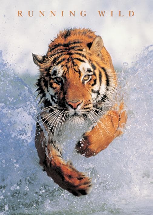Running Wild - Tiger