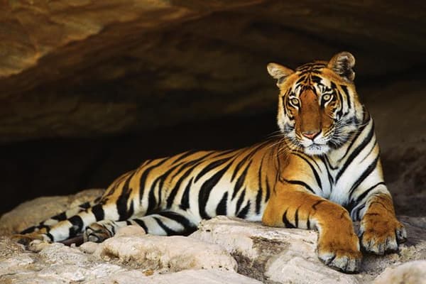 Tiger in cave