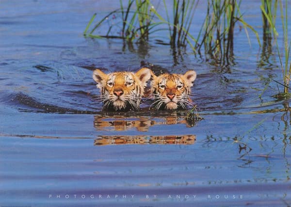 Tigers in water - photo Andy Rouse