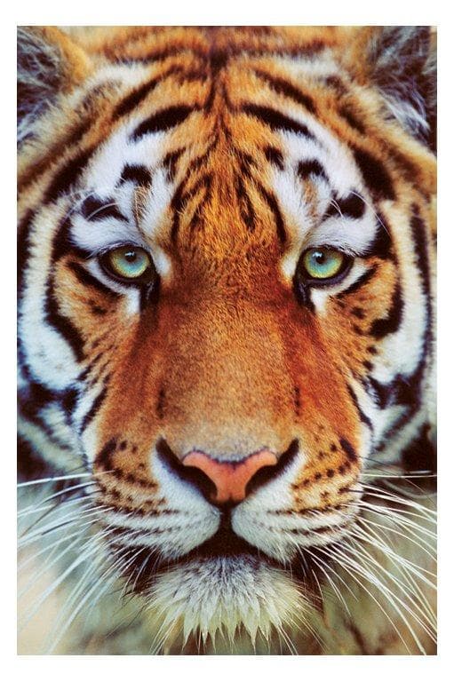 Tiger face