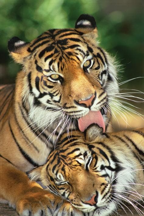 Tiger Mothers Love