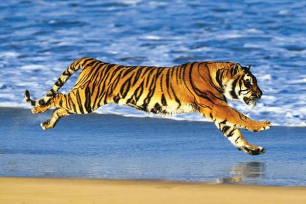 Tiger on the Beach