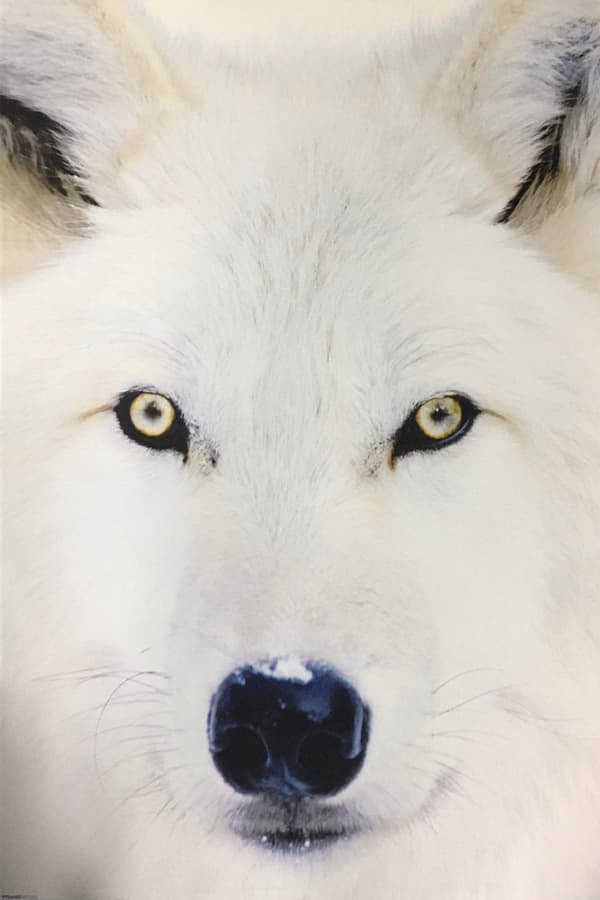 Arctic Wolf - Vit Varg