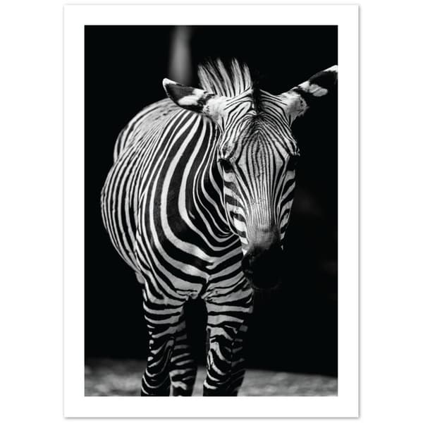 Zebra Poster - 50X70 cm / 20X28?