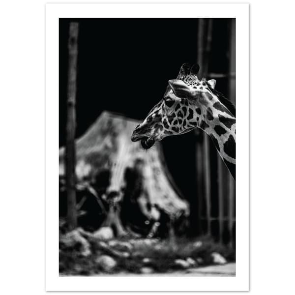 Giraffe Poster - 21X29.7 cm / 8X12?
