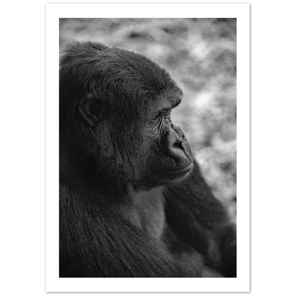 Gorilla Poster - 21X29.7 cm / 8X12?