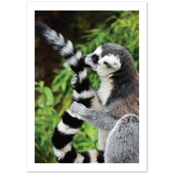 Lemur Poster - A0 (84.1 X 118.9 cm)