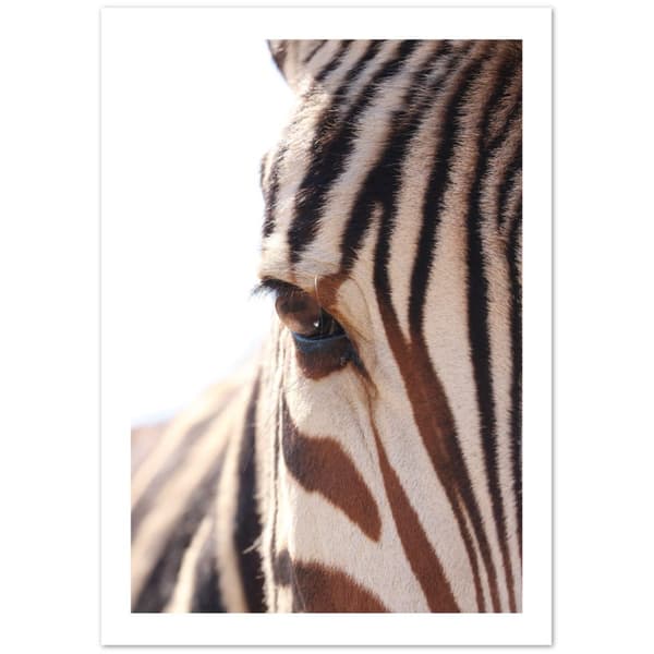 Zebra Poster - A0 (84.1 X 118.9 cm)