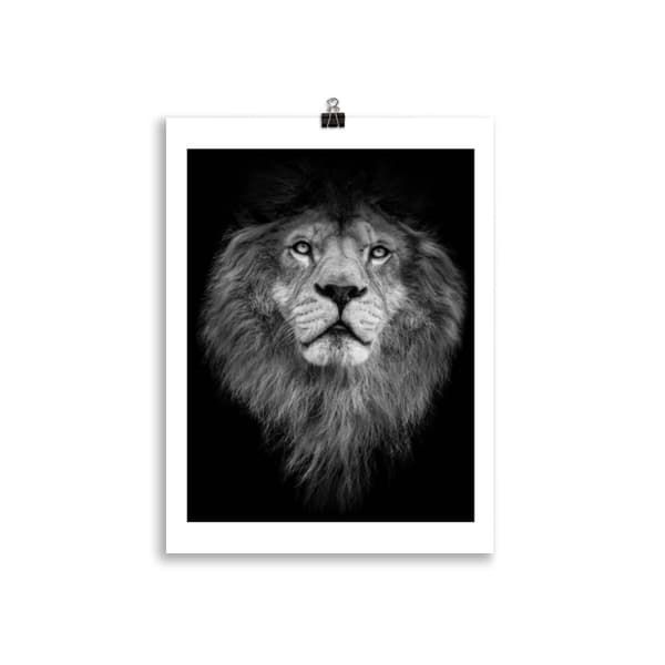 Lion Poster - 30X40 cm
