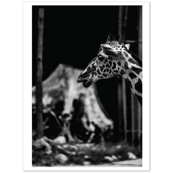 Giraffe Poster - 30X40 cm / 12X16?