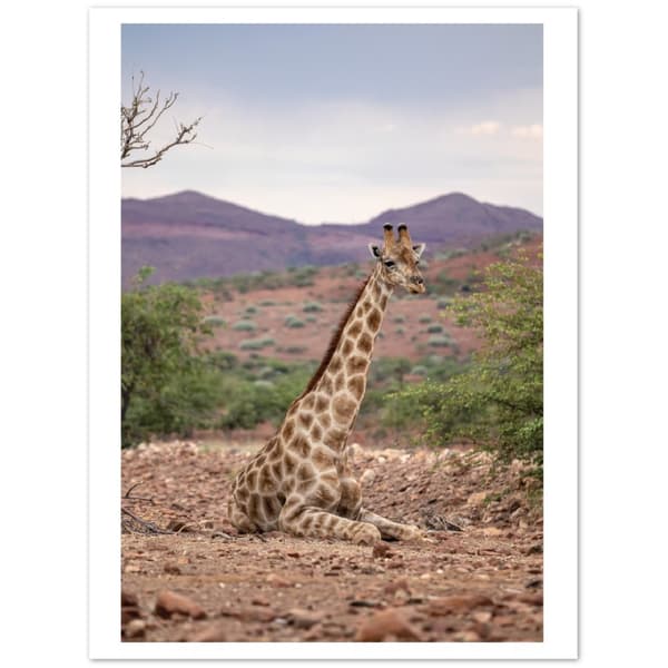 Giraffe Poster - 30X40 cm / 12X16?