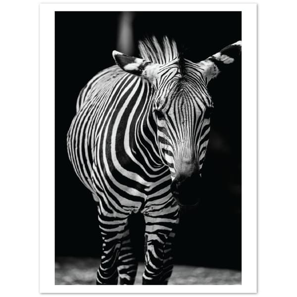 Zebra Poster - 30X40 cm / 12X16?