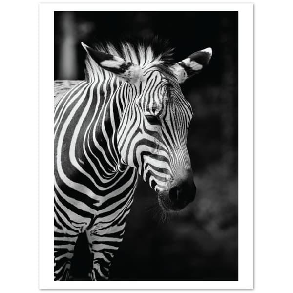 Zebra Poster - 30X40 cm / 12X16?