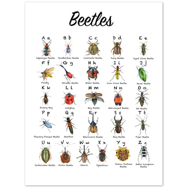 Beetles Poster - 30X40 cm / 12X16?