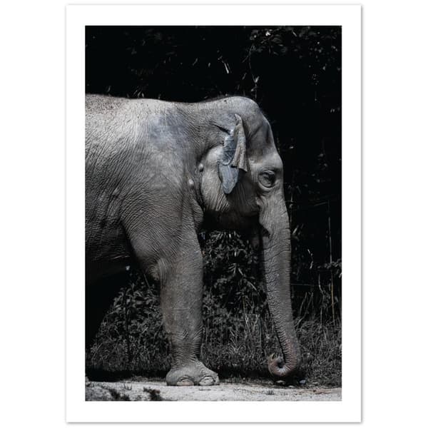 Elefant Poster - A2 (42 X 59.4 cm)
