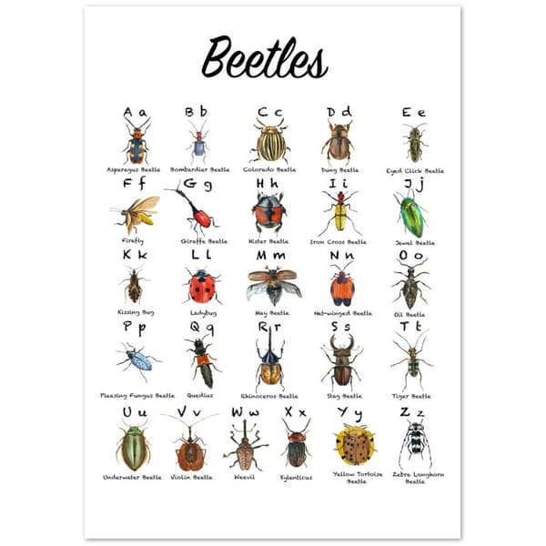 Beetles Poster - A2 (42 X 59.4 cm)