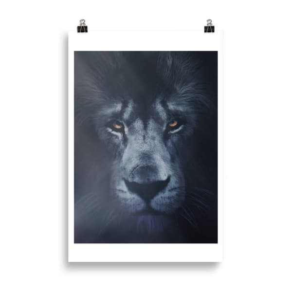 Lion Poster - 61X91 cm