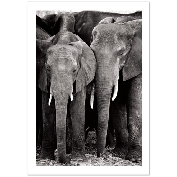 Elefant Poster - A3 (29.7 X 42 cm)