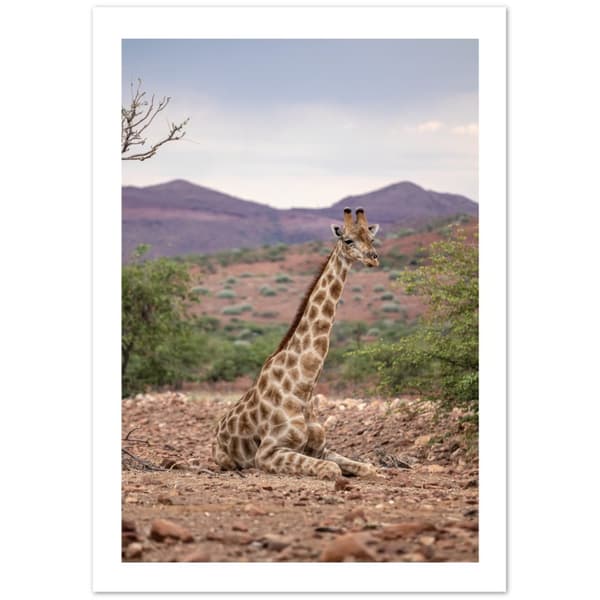 Giraffe Poster - A3 (29.7 X 42 cm)