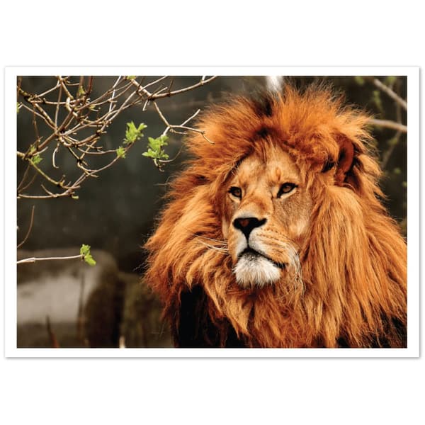 Lejon Poster - 70X100 cm / 28X40?