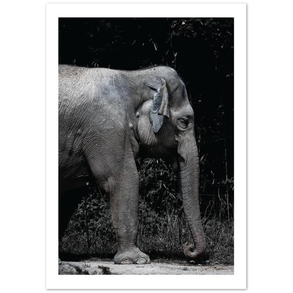 Elefant Poster - 70X100 cm / 28X40?