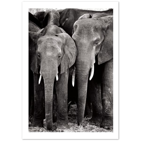 Elefant Poster - 70X100 cm / 28X40?