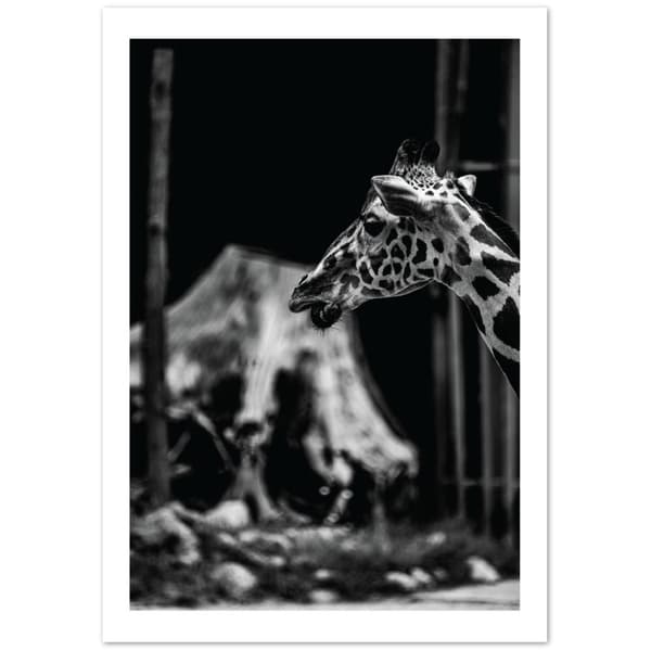 Giraffe Poster - 70X100 cm / 28X40?