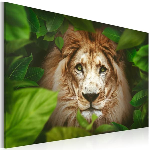Tavla - Eyes of the jungle