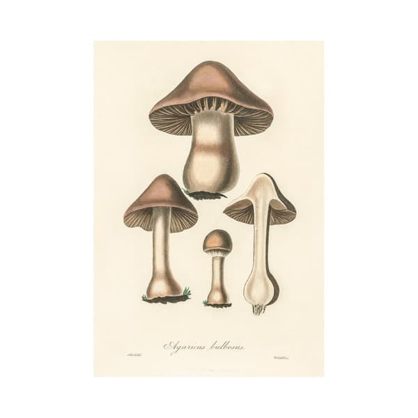 John Stephenson Agaricus Bulbosus Print
