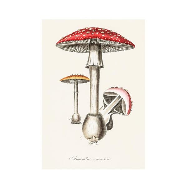 John Stephenson And James Morss Churchill Amanita Muscaria Illustration Print