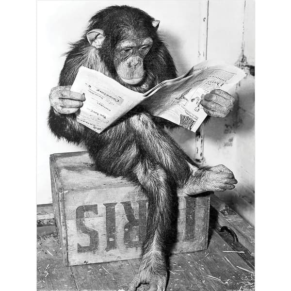 Ada Ingram Chimp News Print Black/White 40cm x 30cm