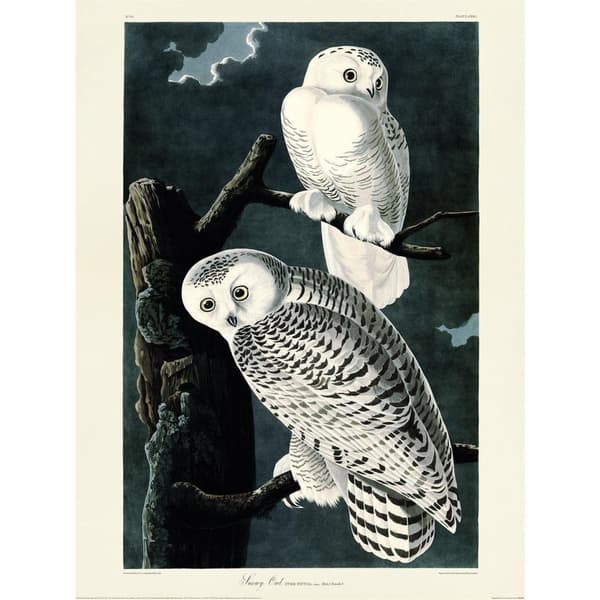 John James Audubon Snowy Owl Print Black/White 40cm x 30cm x 0.21cm