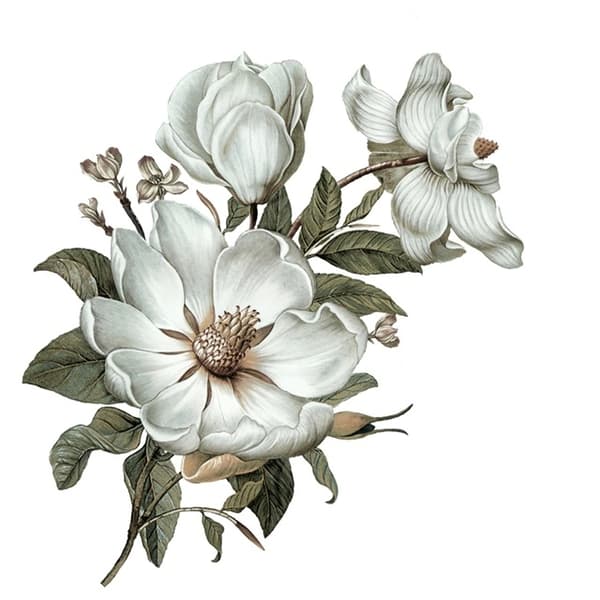 Veggklistremerke - Klassisk Magnolia / Venstre