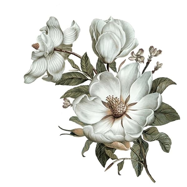 Veggklistremerke - Klassisk Magnolia / Høyre
