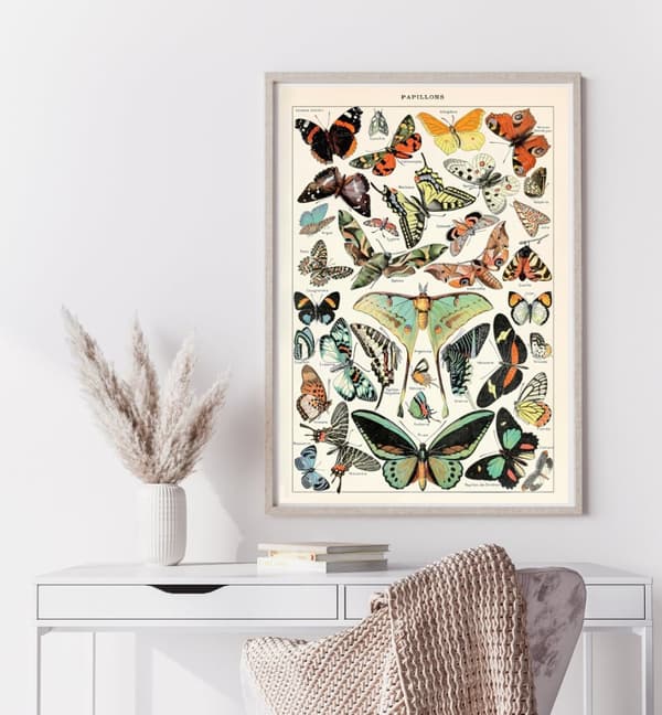 Plakat - Sommerfugl