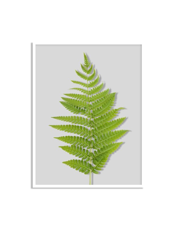 Plakat – Bregneblad