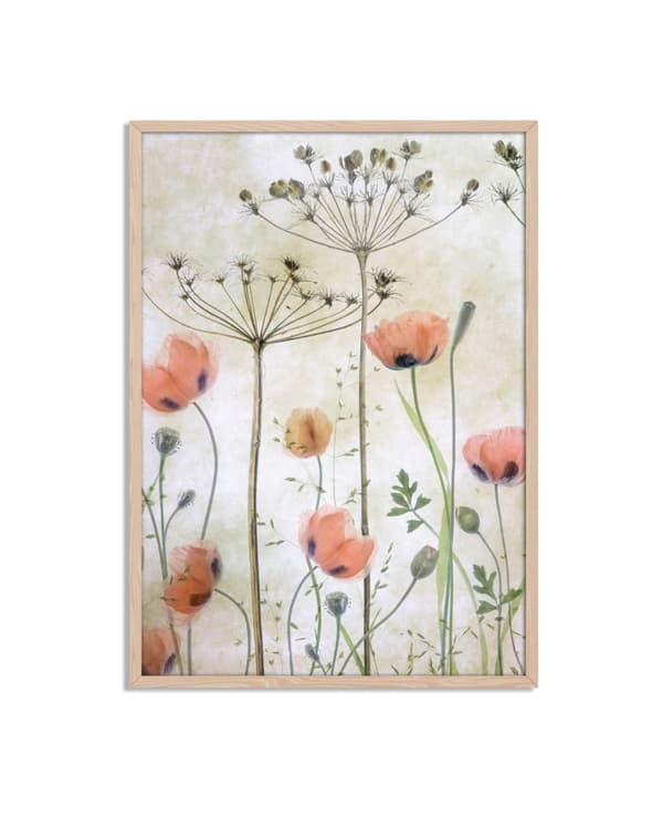 Blomstrende Valmuer Plakat