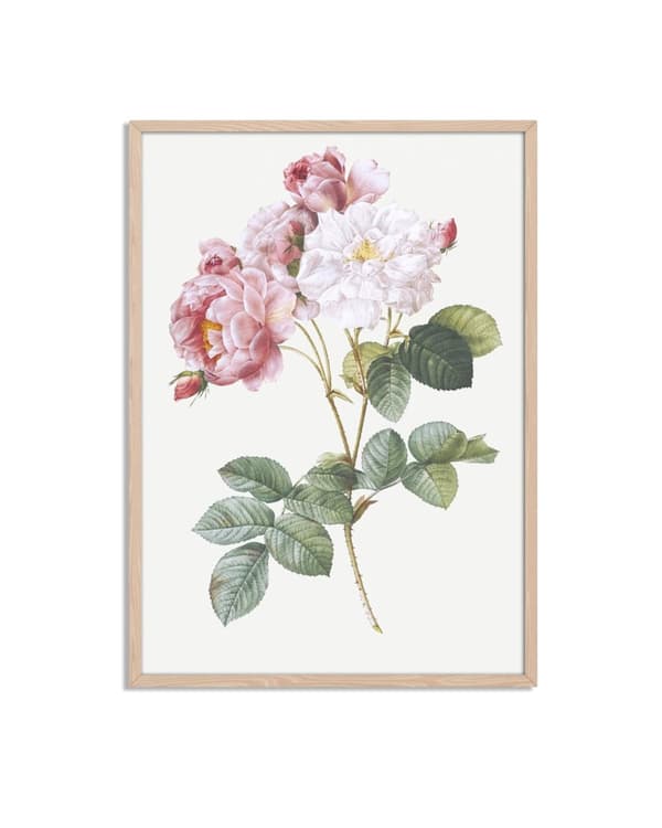 Botanisk Rose Plakat