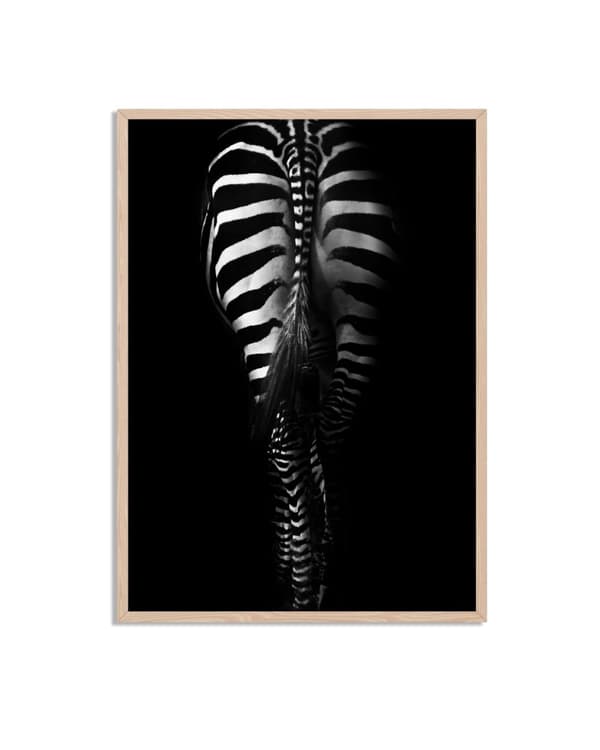 Zebra Raidat Juliste