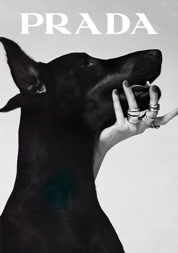 Prada Hund Vægplakat