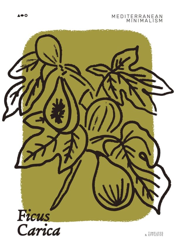 Plakat - Ficus Carica