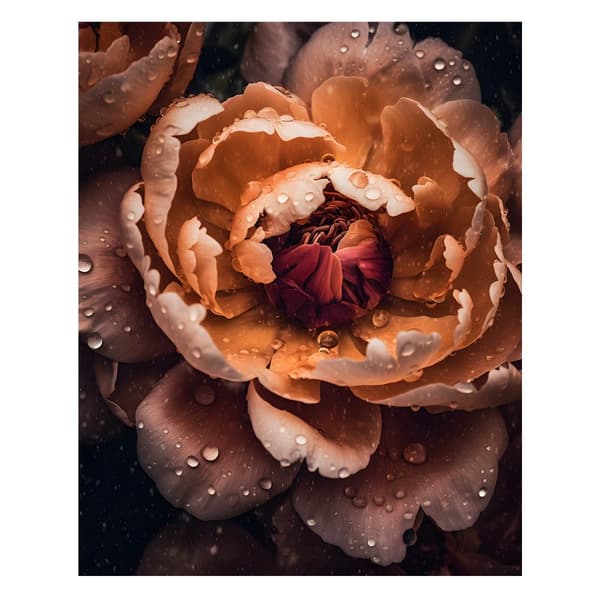 Orange Peony Orange Peony, 40x50 cm, uindrammet, 230 gsm mat papir