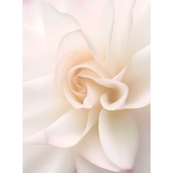 Ethereal White Rose Ethereal White Rose, 70x100 cm, lys egetræsramme, 230 gsm mat papir