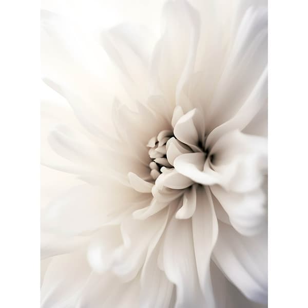 Delicate White Dahlia Delicate White Dahlia, 30x40 cm, mörkbrun träram, 230 gsm matt papper