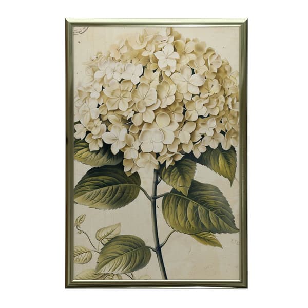 Classic Hortensia Classic Hortensia, 70x100 cm, sort aluminiumsramme, 230 gsm mat papir