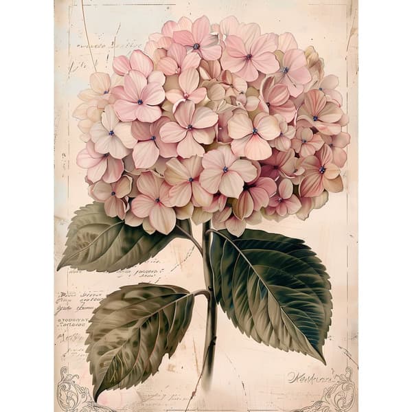 Dejlig illustration af hortensia Dejlig illustration af hortensia, 70x100 cm, uindrammet, 230 gsm mat papir