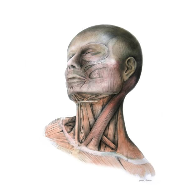 Nakkemuskler - Anatomisk plakat Nakkemuskler - Anatomisk plakat, 30x40 cm, sort aluminiumsramme, 230 gsm mat papir
