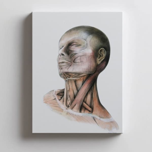 Nakkemuskler - Anatomisk plakat Nakkemuskler - Anatomisk plakat, 50x70 cm, mørkebrun træramme, 230 gsm mat papir