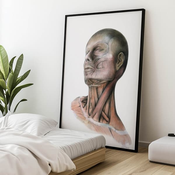 Nakkemuskler - Anatomisk plakat Nakkemuskler - Anatomisk plakat, 50x70 cm, mørkebrun træramme, 230 gsm mat papir