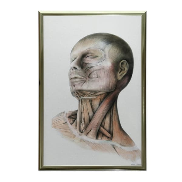 Nakkemuskler - Anatomisk plakat Nakkemuskler - Anatomisk plakat, 50x70 cm, mørkebrun træramme, 230 gsm mat papir